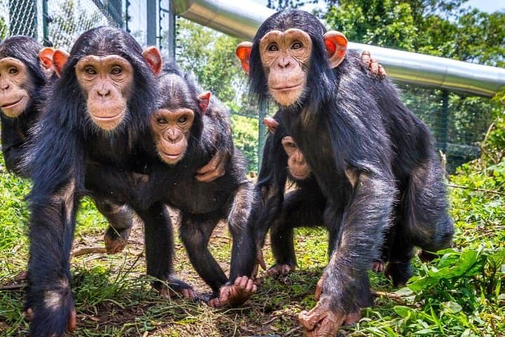 4-Day Kahuzi-Biega Lowland Gorilla Trek & Tshibati Waterfall Experience photo 4