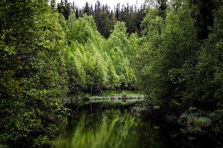 Arctic Wilderness Photography Expedition — Rovaniemi Half-Day Summer & Autumn photo 6