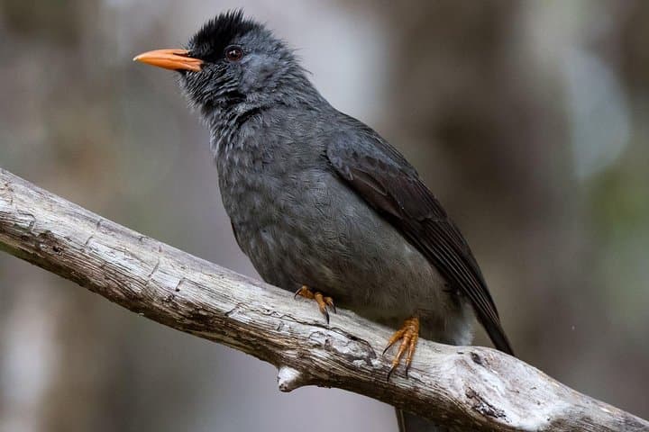 Black River Gorges Hike: Native Forest, Bats Valley & West Coast Views photo 4