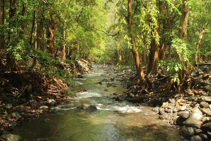 Black River Gorges Hike: Native Forest, Bats Valley & West Coast Views photo 3