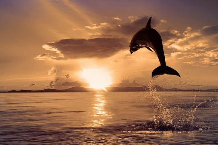 Experience Sunrise and Dolphins at Lovina Beach photo 5