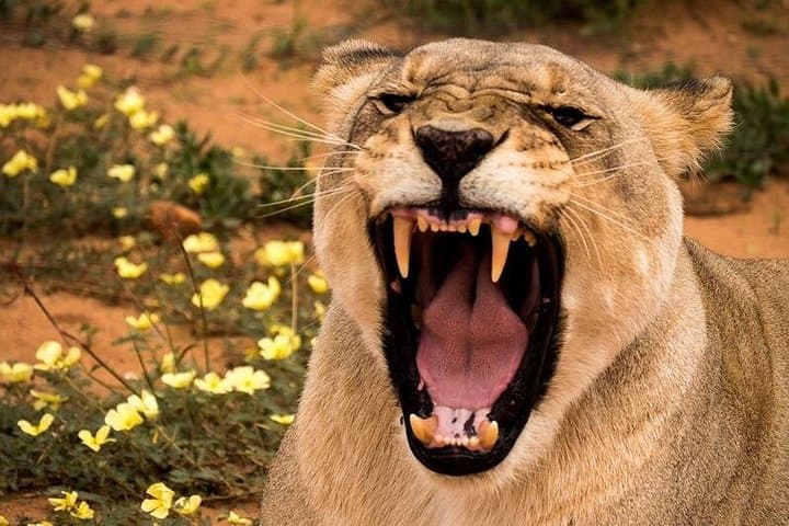 N/a’an ku sê Sanctuary Carnivore Feeding Tour — Windhoek Wildlife Drive