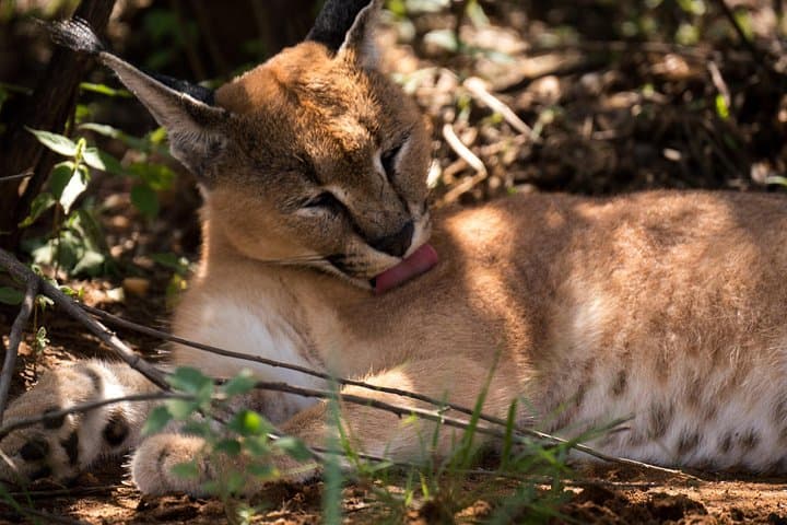 N/a’an ku sê Sanctuary Carnivore Feeding Tour — Windhoek Wildlife Drive photo 2