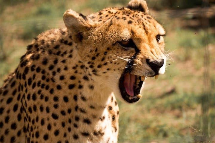 N/a’an ku sê Sanctuary Carnivore Feeding Tour — Windhoek Wildlife Drive photo 3