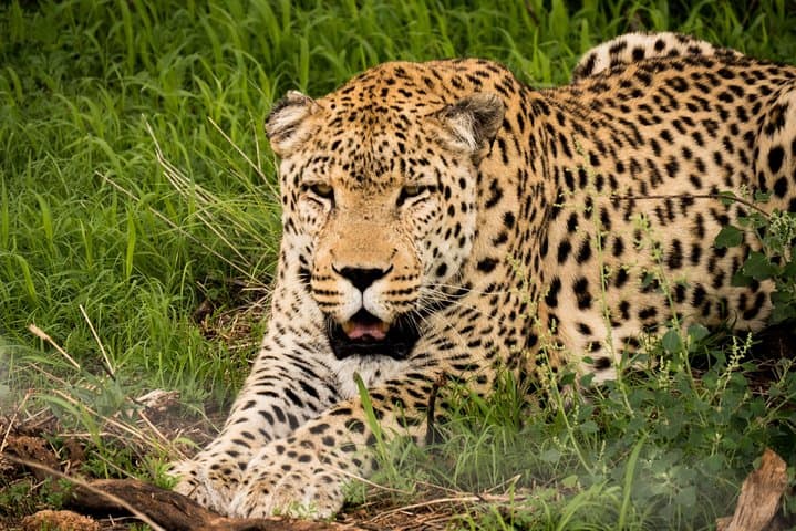 N/a’an ku sê Sanctuary Carnivore Feeding Tour — Windhoek Wildlife Drive photo 4