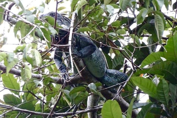 3-Day Amazon Lodge Adventure from Iquitos: Dolphins, Monkey Island & Night Safaris photo 6