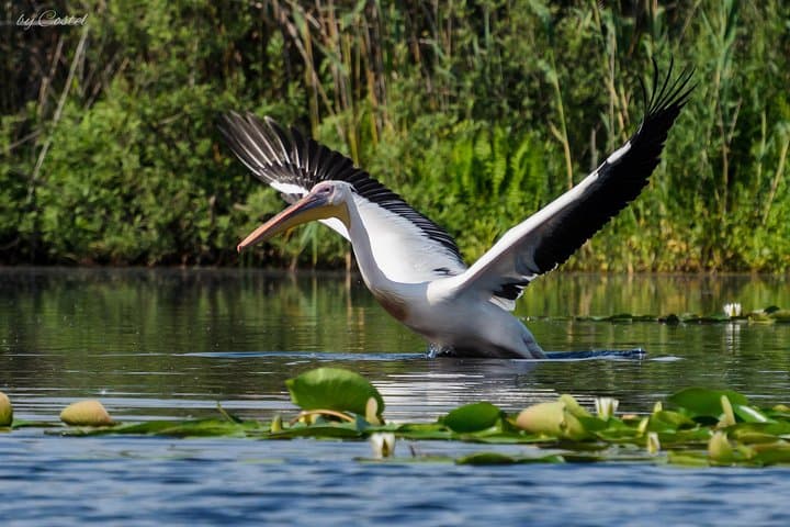 2-Day Private Danube Delta Tour from Bucharest — Wildlife & Boat Excursion photo 3