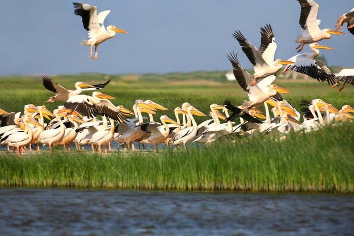 2-Day Private Danube Delta Tour from Bucharest — Wildlife & Boat Excursion photo 5