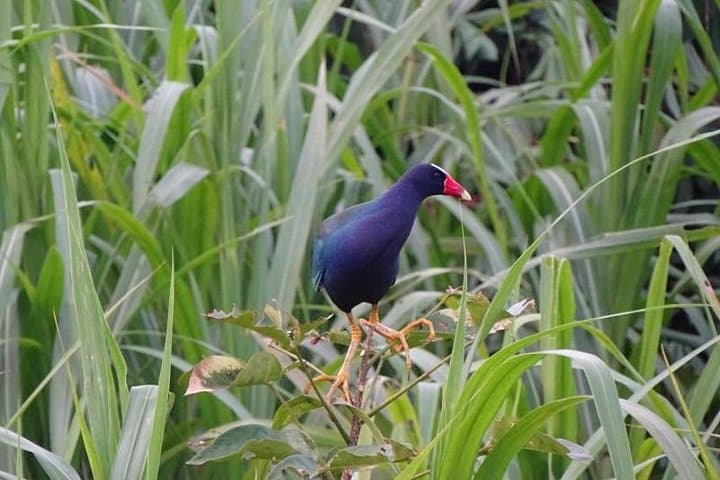 5-Day Amazon Expedition from Iquitos: Jungle Camping, River Dolphins & Birding photo 4