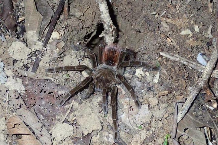 5-Day Amazon Expedition from Iquitos: Jungle Camping, River Dolphins & Birding photo 5