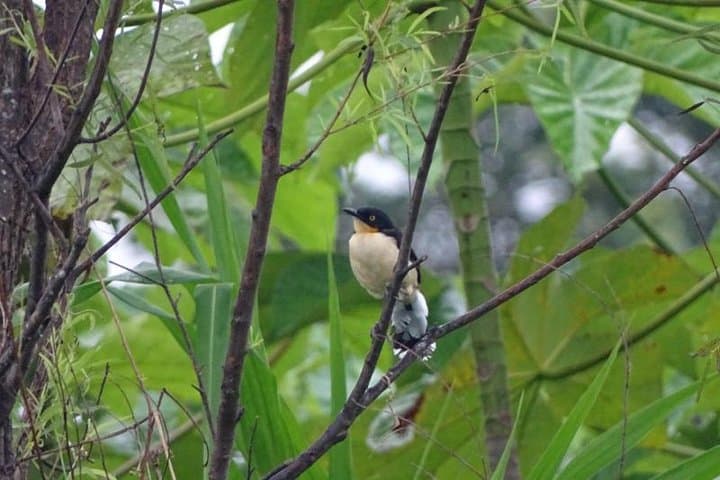 5-Day Amazon Expedition from Iquitos: Jungle Camping, River Dolphins & Birding photo 6