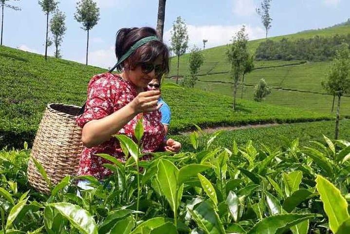 Munnar Tea Trail & Lockhart Factory Tour — Walk from Leaf to Cup