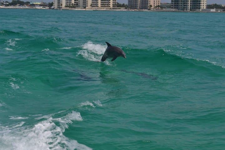 Snorkeling, Shelling & Eco Excursion on Destin's Emerald Coast photo 5