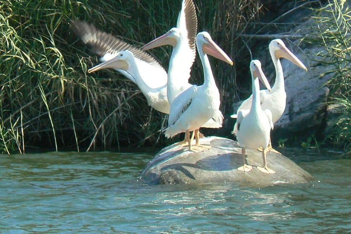 Coyuca Lagoon Boat Tour from Acapulco: Mangroves, Wildlife & Coastal Views photo 2