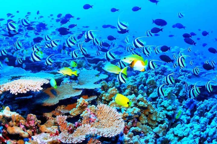 Catamaran Sail & Snorkeling at Puerto Morelos Reef — Open Bar and Lunch Options photo 4