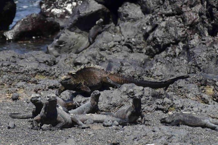 5-Day Galapagos Tour: Santa Cruz & Isabela — Snorkel, Sierra Negra Hike & Wildlife photo 4