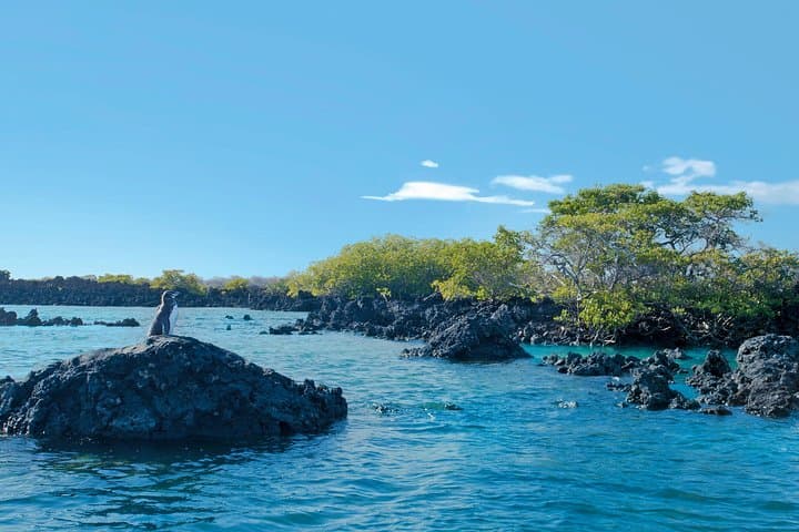 5-Day Galapagos Tour: Santa Cruz & Isabela — Snorkel, Sierra Negra Hike & Wildlife photo 6