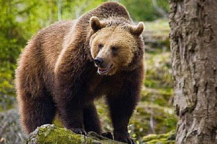 Transylvanian Brown Bear Watching from Brasov: Guided Wild Bear Safari photo 6