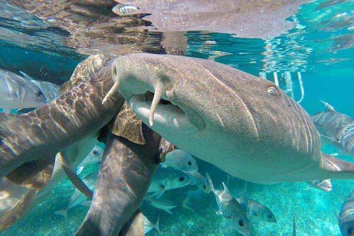 Belize Hol Chan & Shark Ray Alley Snorkel — Ambergris Caye 3‑Hour Reef Tour photo 2