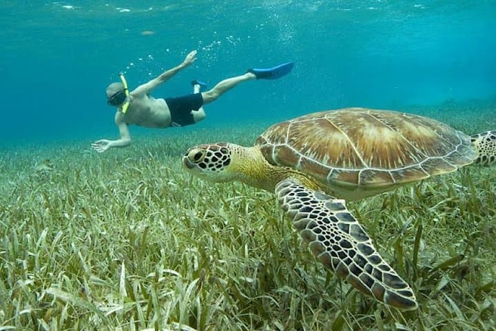 Belize Hol Chan & Shark Ray Alley Snorkel — Ambergris Caye 3‑Hour Reef Tour photo 3