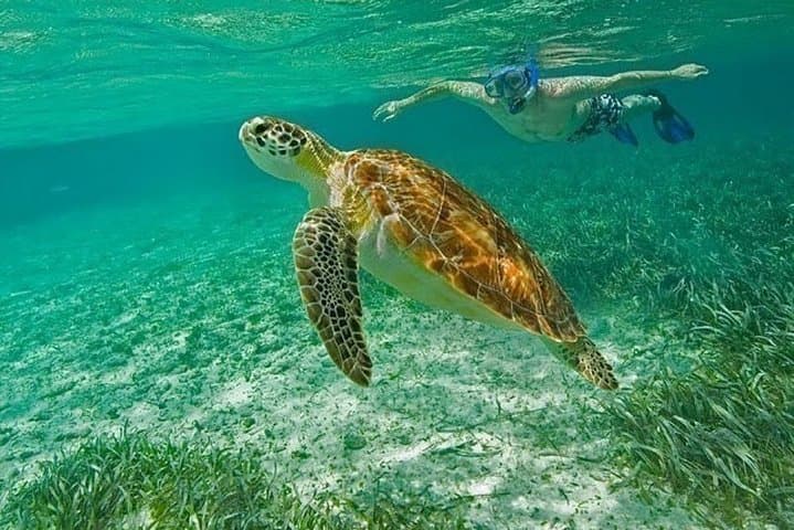 Belize Hol Chan & Shark Ray Alley Snorkel — Ambergris Caye 3‑Hour Reef Tour photo 5