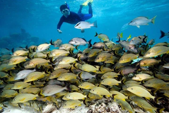 Belize Hol Chan & Shark Ray Alley Snorkel — Ambergris Caye 3‑Hour Reef Tour photo 6