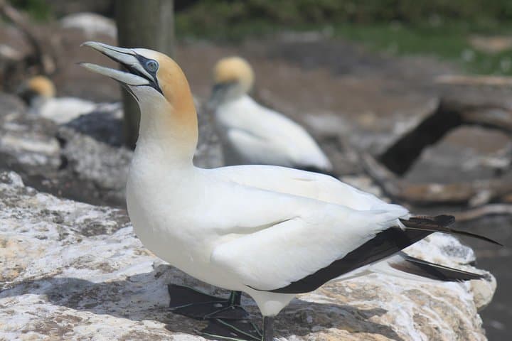 Private Auckland Wine & Dine: Kumeu Country, Waitakere Ranges & Muriwai Gannet Colony photo 2