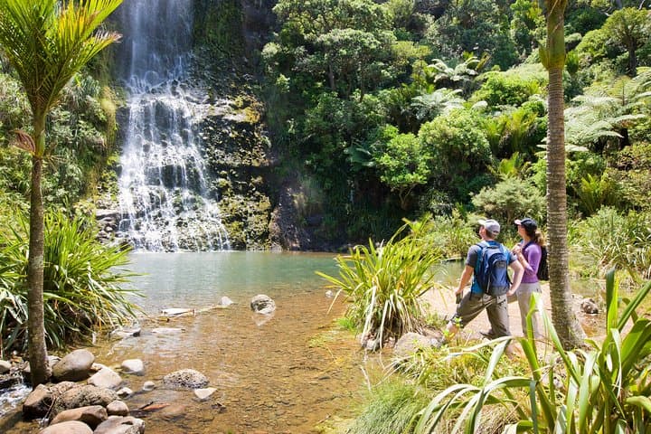 Private Auckland West Coast Day Tour — Muriwai Gannets, Kauri & Kumeu Wineries photo 4
