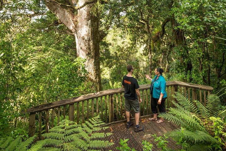 Private Auckland West Coast Day Tour — Muriwai Gannets, Kauri & Kumeu Wineries