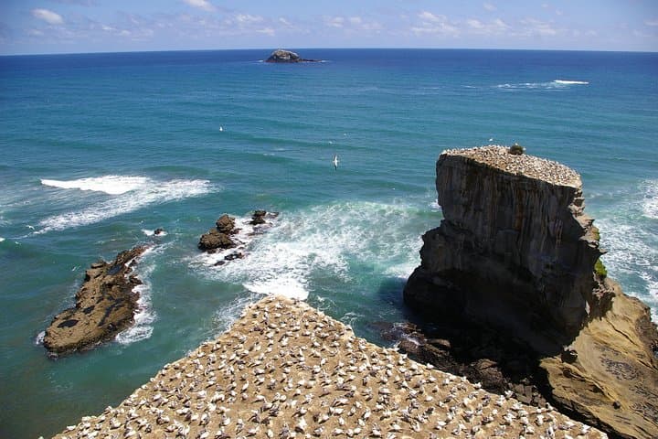 Private Auckland Wine & Dine: Kumeu Country, Waitakere Ranges & Muriwai Gannet Colony