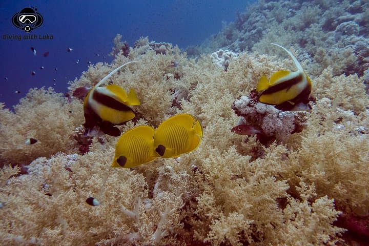 Full-Day Red Sea Diving with Private Guide, Lunch & Transport (Hurghada) photo 3