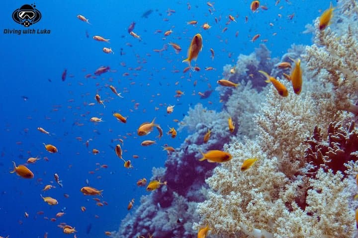 Full-Day Red Sea Diving with Private Guide, Lunch & Transport (Hurghada) photo 5