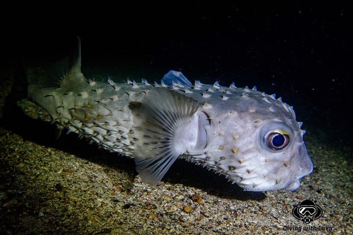 Full-Day Red Sea Diving with Private Guide, Lunch & Transport (Hurghada) photo 6