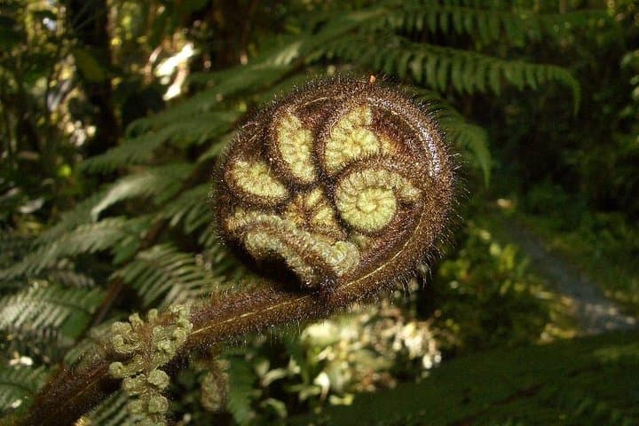 Private Matakana Wine & Dine Day Trip from Auckland: Beaches, Kauri & Local Producers photo 2