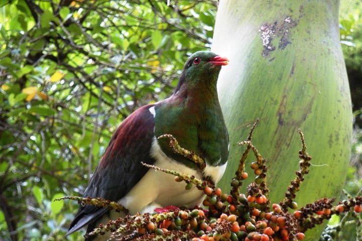 Private Matakana Wine & Dine Day Trip from Auckland: Beaches, Kauri & Local Producers photo 3
