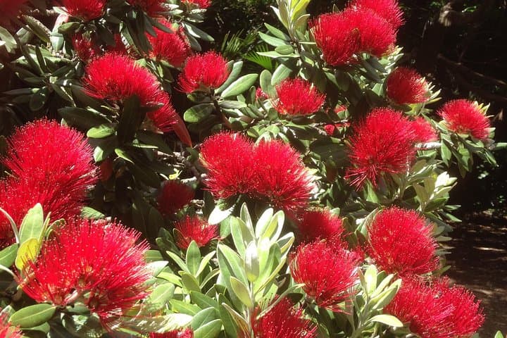 Private Matakana Wine & Dine Day Trip from Auckland: Beaches, Kauri & Local Producers photo 4
