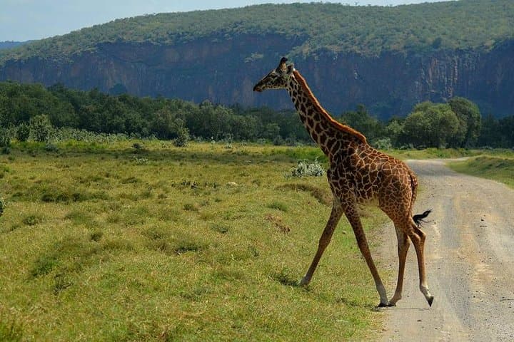 4-Day Best of Kenyan Wildlife Safari — Masai Mara & Lake Nakuru photo 5