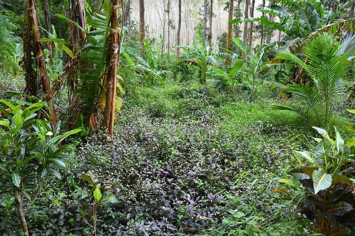 Blue Lagoon Krabi: Half-Day ATV & Kayak Adventure to Klong Sra Kaew photo 6