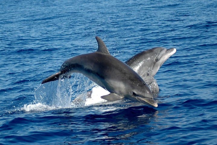 Alghero Dolphin Watching & Guided Snorkeling: Marine Research Day Trip photo 3