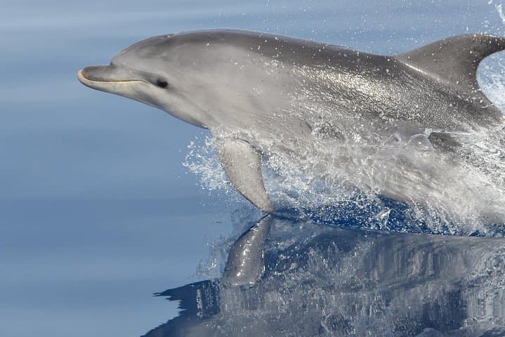 Alghero Dolphin Watching & Guided Snorkeling: Marine Research Day Trip photo 5