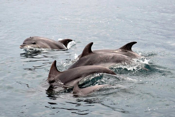 Alghero Dolphin Watching: Research-Led Boat Tour in Capo Caccia Marine Park photo 3