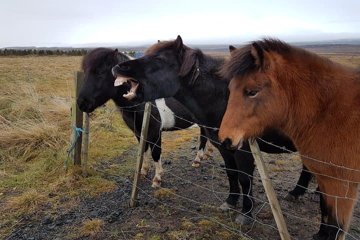 Private Golden Circle Day Trip: Thingvellir, Geysir, Gullfoss & Fridheimar photo 5