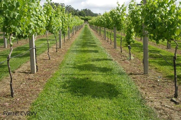 Private Ponte de Lima Tour: Vinho Verde Wineries, Medieval Bridge & Manor House photo 5