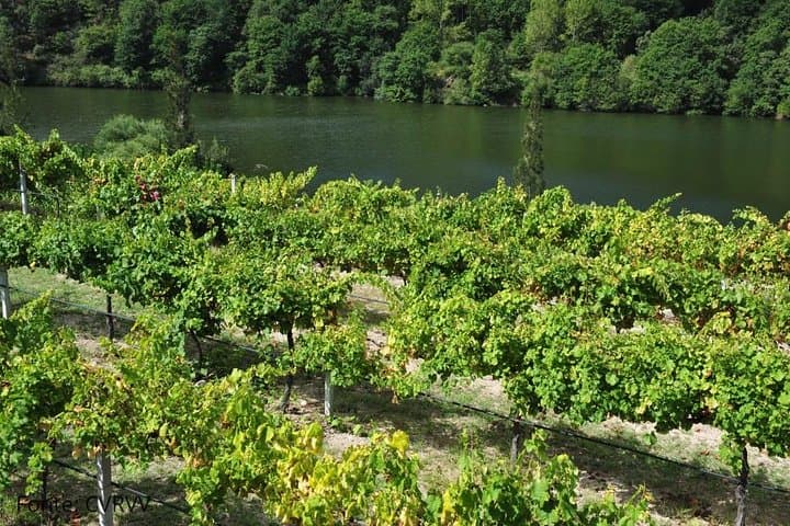 Private Ponte de Lima Tour: Vinho Verde Wineries, Medieval Bridge & Manor House photo 6