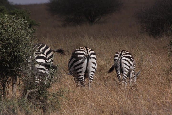Lake Nakuru Day Trip: Flamingos, Rhinos and Rift Valley Views photo 3