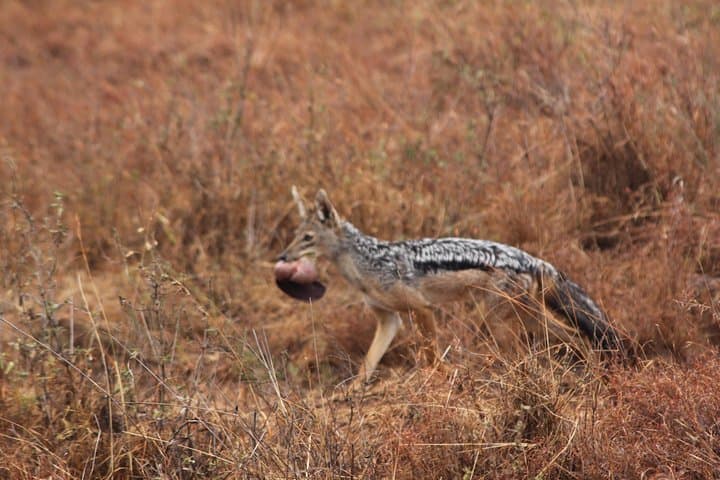 Lake Nakuru Day Trip: Flamingos, Rhinos and Rift Valley Views photo 4
