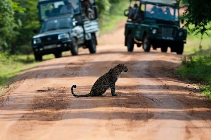 Yala National Park Day Safari: Leopard & Elephant Game Drive in Sri Lanka photo 2