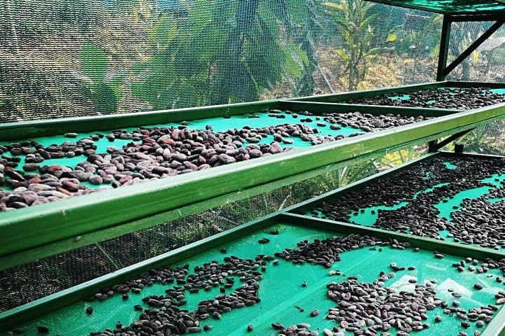 Quepos Chocolate, Coffee & Trapiche Tour — Hands-On Cacao and Sugarcane Experience photo 2
