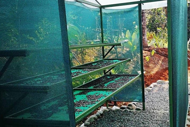 Quepos Chocolate, Coffee & Trapiche Tour — Hands-On Cacao and Sugarcane Experience photo 4
