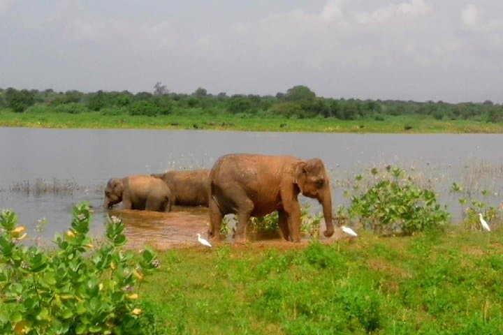 Sri Lanka 21-Day Private Tour: Wildlife, Culture & Coastal Boat Trips photo 4